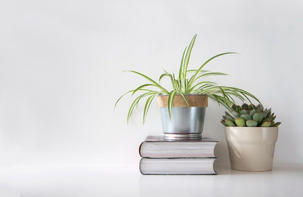 6-spider-plant-vastu-tips-will-remove-stress-from-your-life